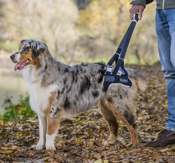 Tragegeschirr Hunde Balto Up Rear Harness - Hebehilfe für hinten, Tragehilfe, Gehhilfe